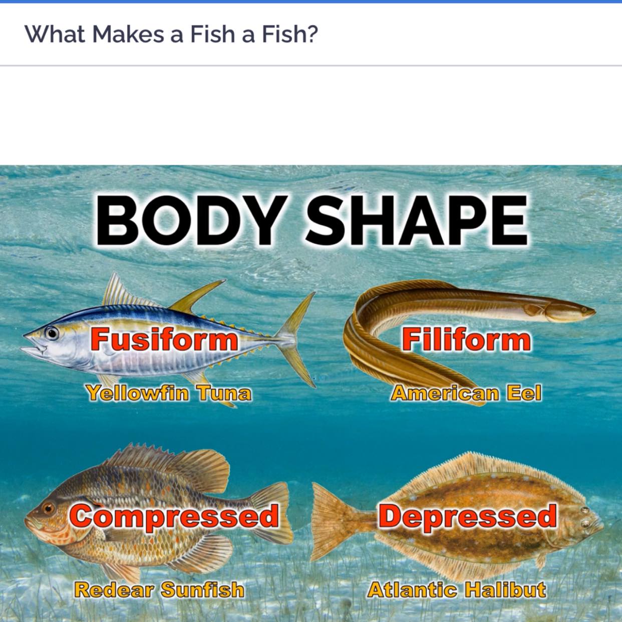 What Makes A Fish A Fish